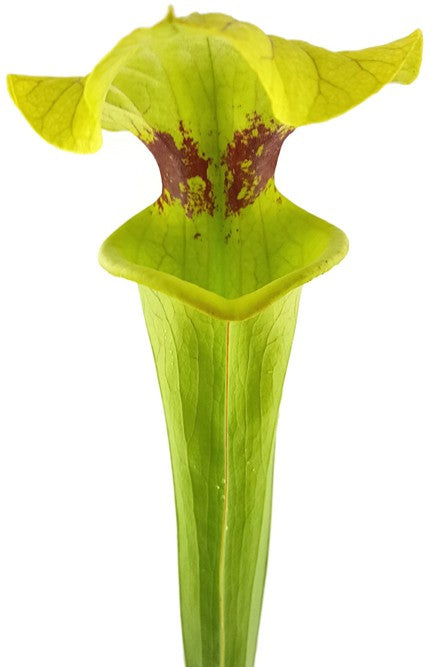 Sarracenia Moorei X "Brook"s Hybrid" MK H7