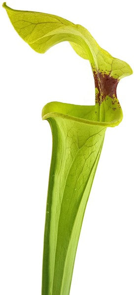 Sarracenia Moorei X "Brook"s Hybrid" MK H7