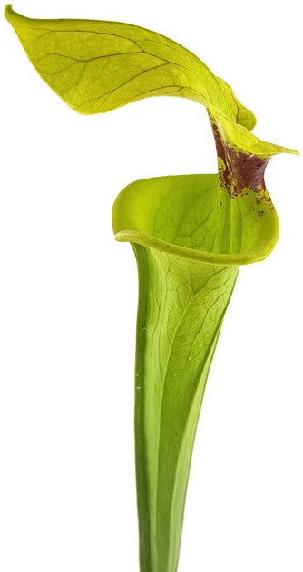 Sarracenia Moorei X "Brook"s Hybrid" MK H7