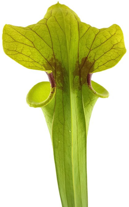 Sarracenia Moorei X "Brook"s Hybrid" MK H7