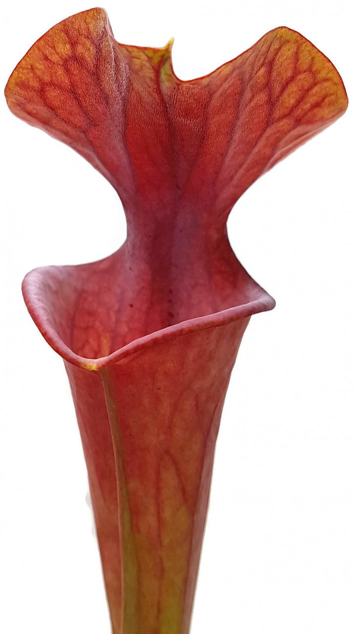 Sarracenia x Moorei "Brooks Hybrid Orange Clone" MK H 42