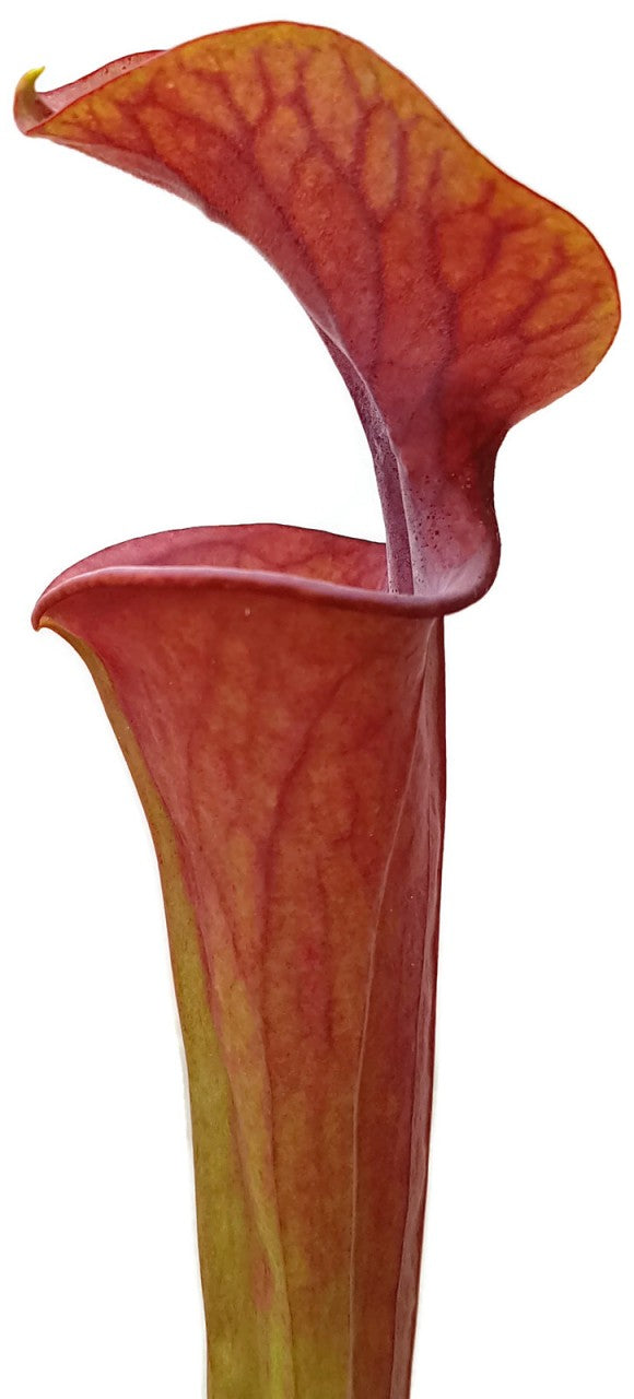 Sarracenia x Moorei "Brooks Hybrid Orange Clone" MK H 42