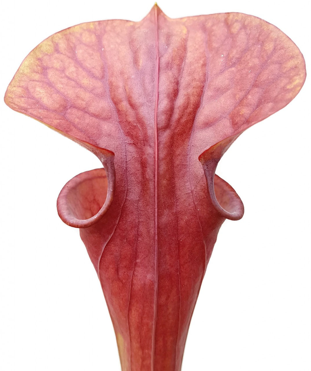 Sarracenia x Moorei "Brooks Hybrid Orange Clone" MK H 42