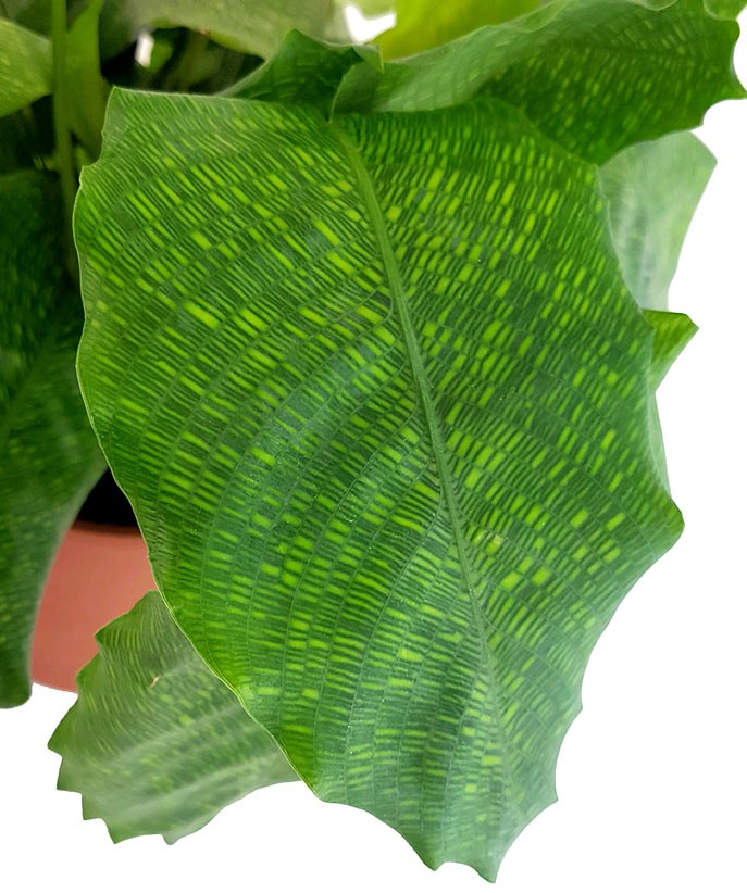 Calathea "Network" - gemusterte Korbmarante