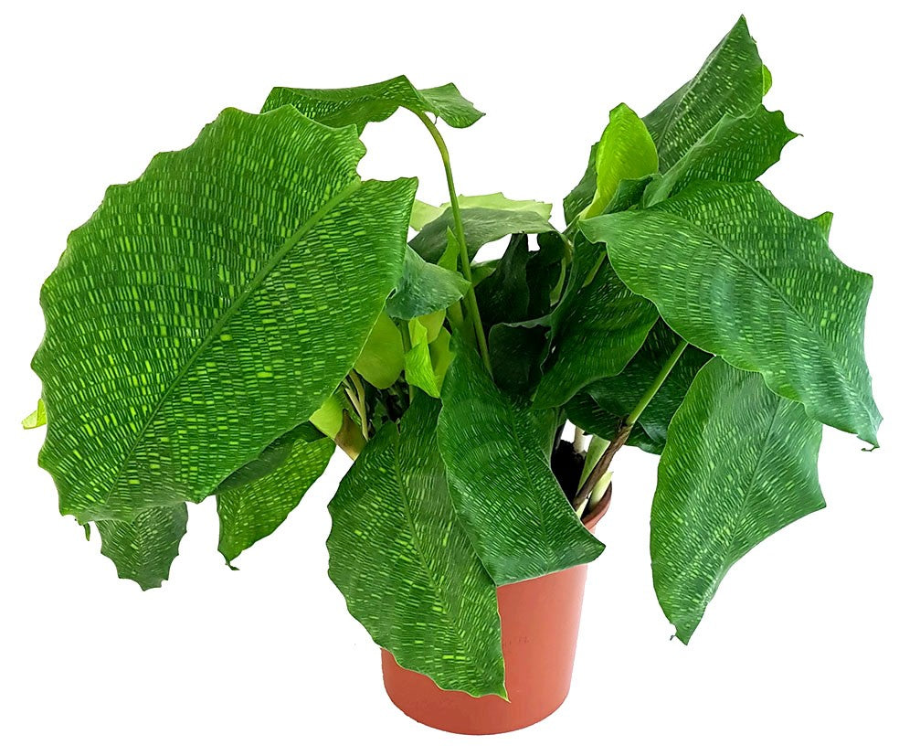 Calathea "Network" - gemusterte Korbmarante
