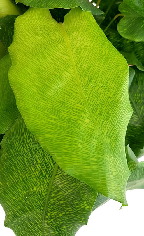 Calathea "Network" - gemusterte Korbmarante