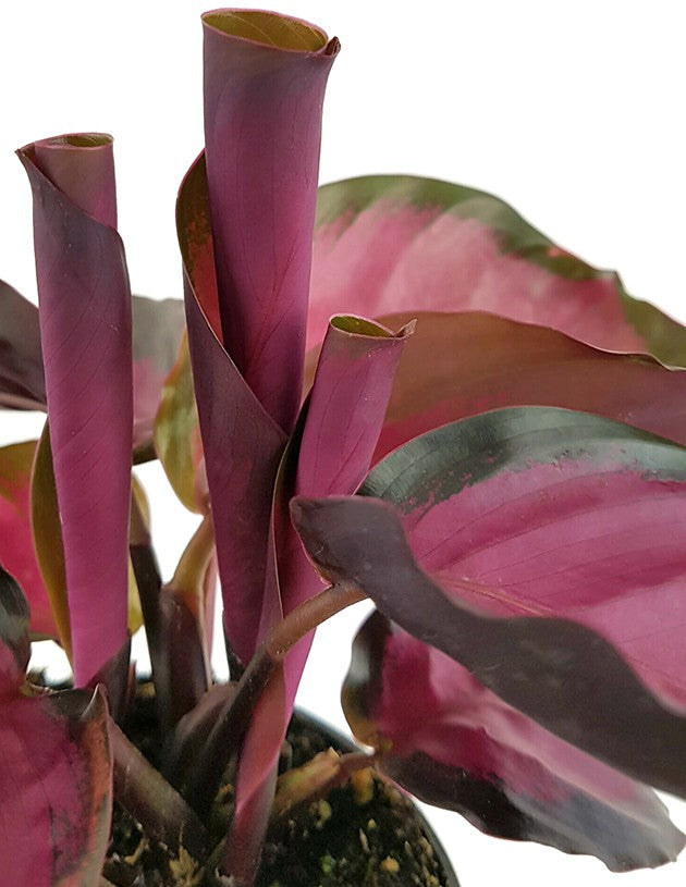 Calathea roseopicta "Rosy" - violette Korbmarante