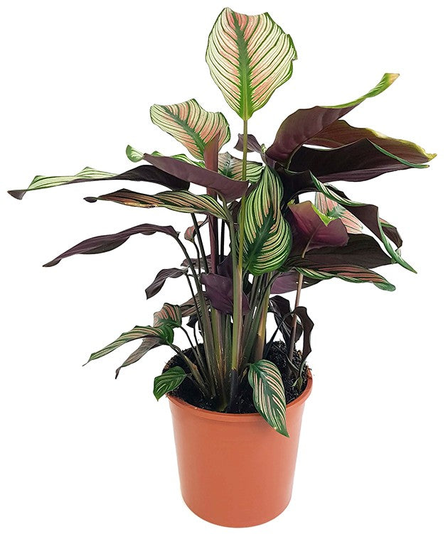 Calathea "White Star" - Korbmarante