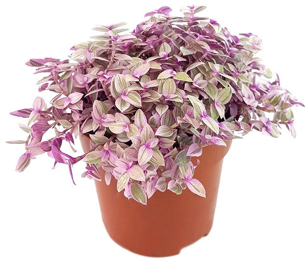 Callisia rosato "Pink Lady" - rosa Schönpolster