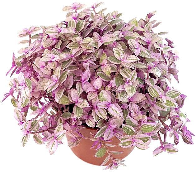 Callisia rosato "Pink Lady" - rosa Schönpolster