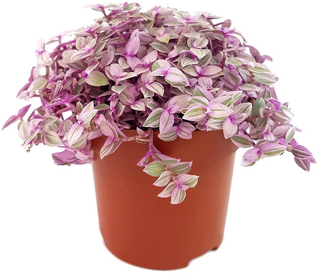 Callisia rosato "Pink Lady" - rosa Schönpolster