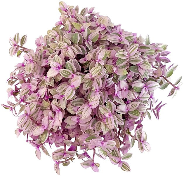 Callisia rosato "Pink Lady" - rosa Schönpolster