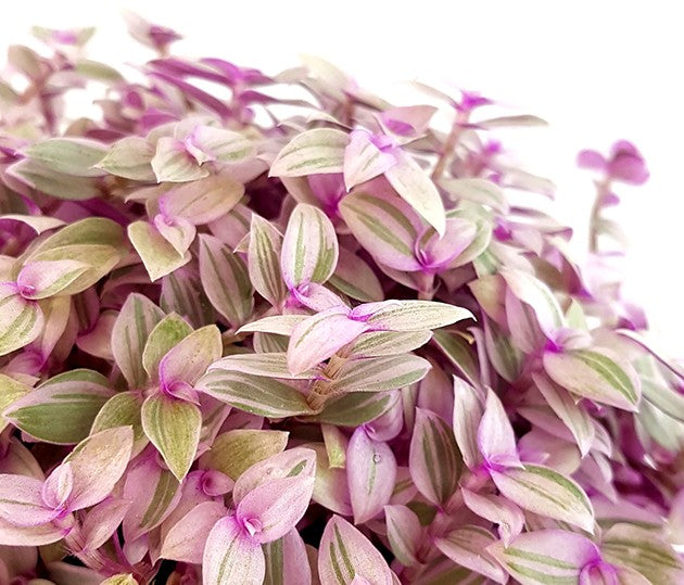 Callisia rosato "Pink Lady" - rosa Schönpolster