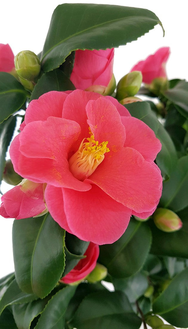 Camellia "Principessa Baciocchi" - japanische Kamelie