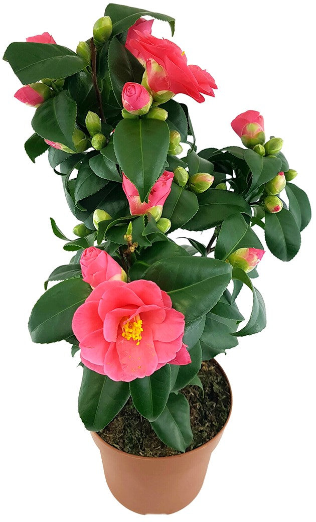 Camellia "Principessa Baciocchi" - japanische Kamelie