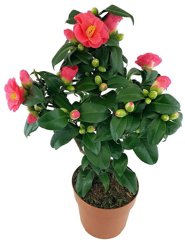 Camellia "Principessa Baciocchi" - japanische Kamelie