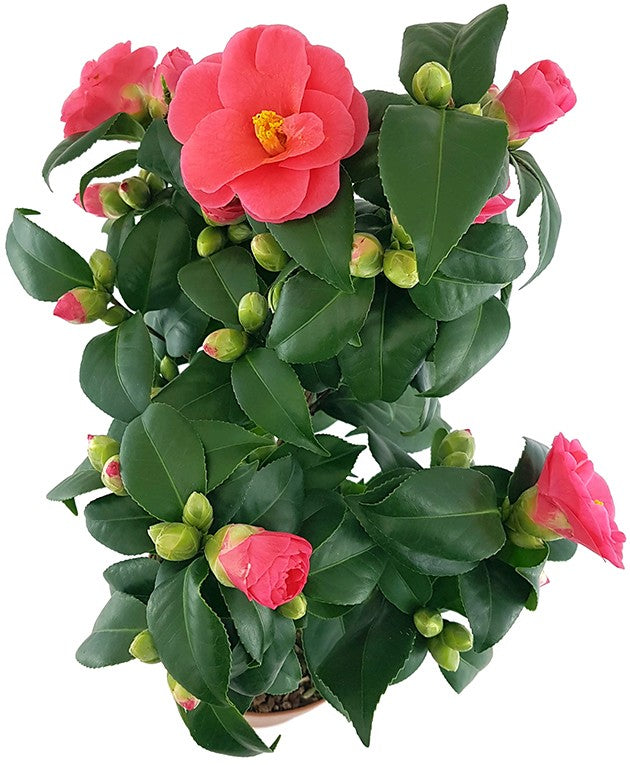 Camellia "Principessa Baciocchi" - japanische Kamelie