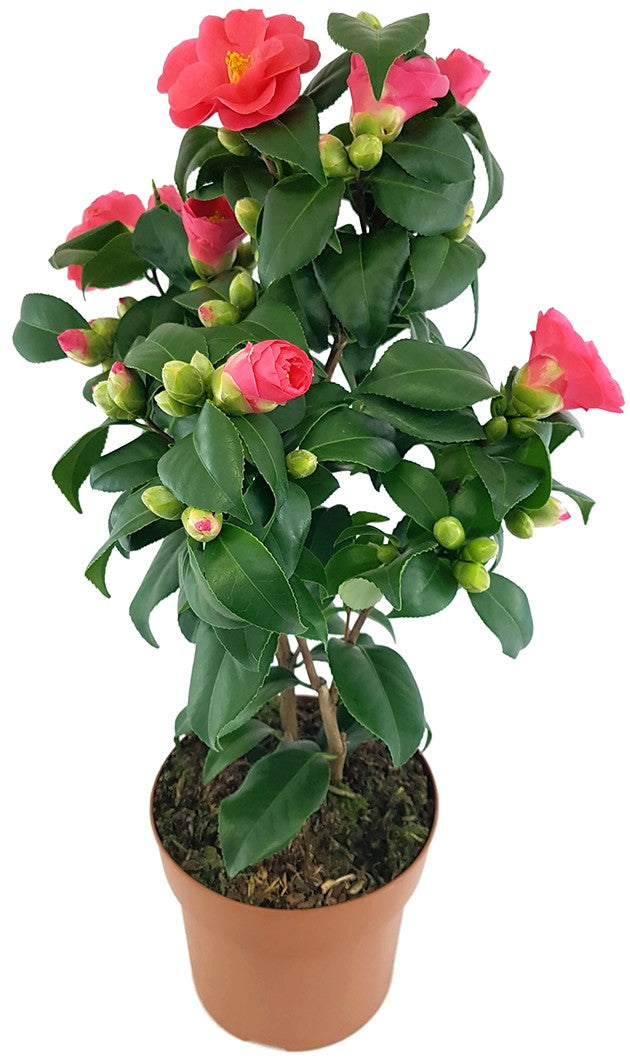 Camellia "Principessa Baciocchi" - japanische Kamelie