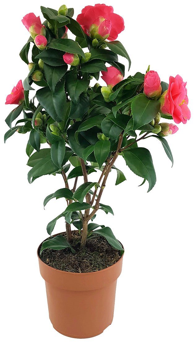 Camellia "Principessa Baciocchi" - japanische Kamelie