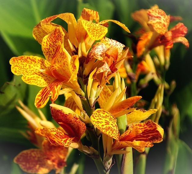 Canna indica "Tenerife" - indisches Blumenrohr