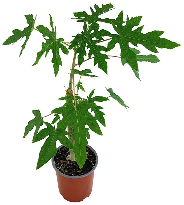 Carica papaya - echte Papaya