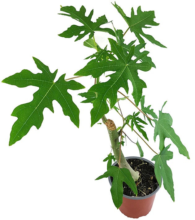 Carica papaya - echte Papaya