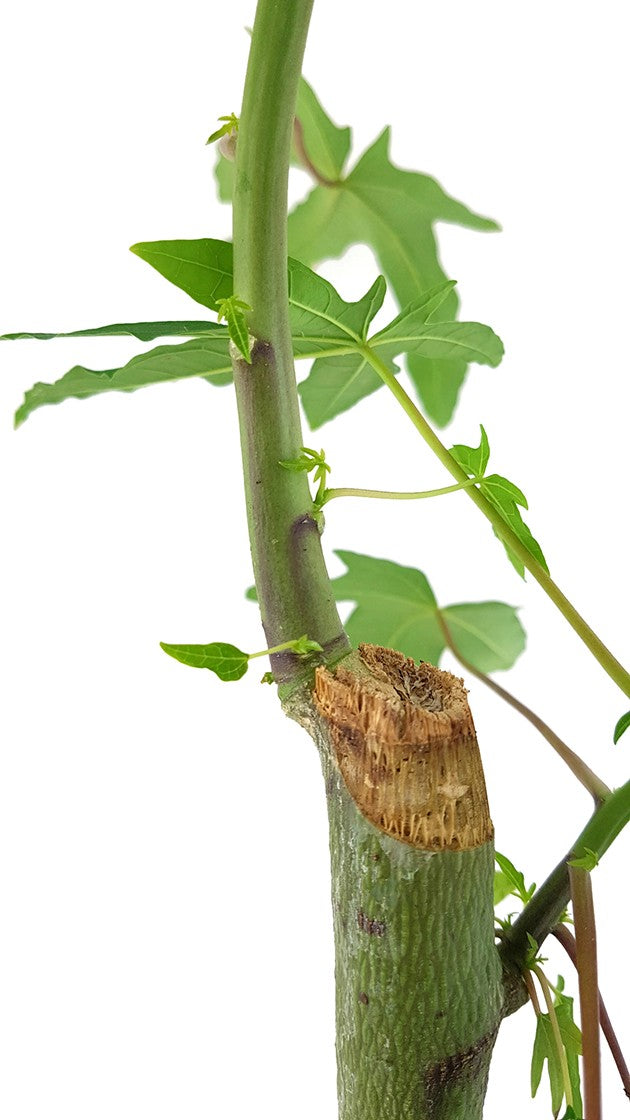 Carica papaya - echte Papaya