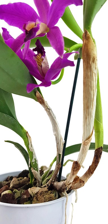 Cattleya Hybride - leuchtend pinke Blüten