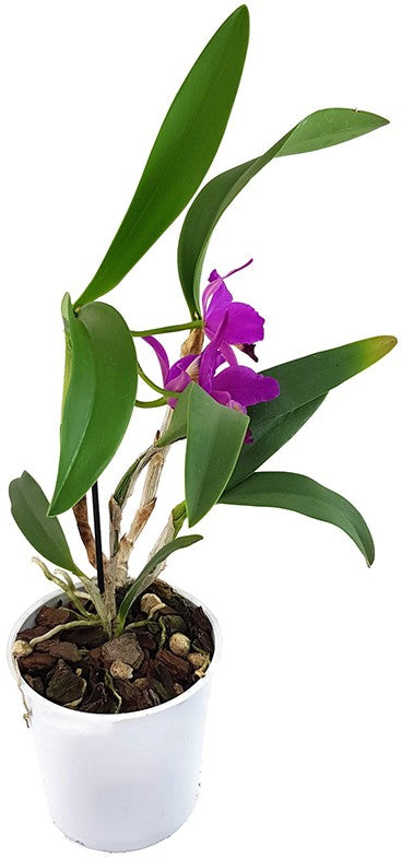 Cattleya Hybride - leuchtend pinke Blüten