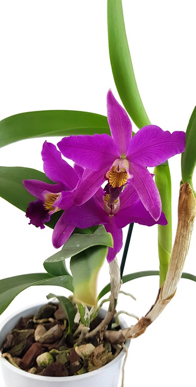 Cattleya Hybride - leuchtend pinke Blüten