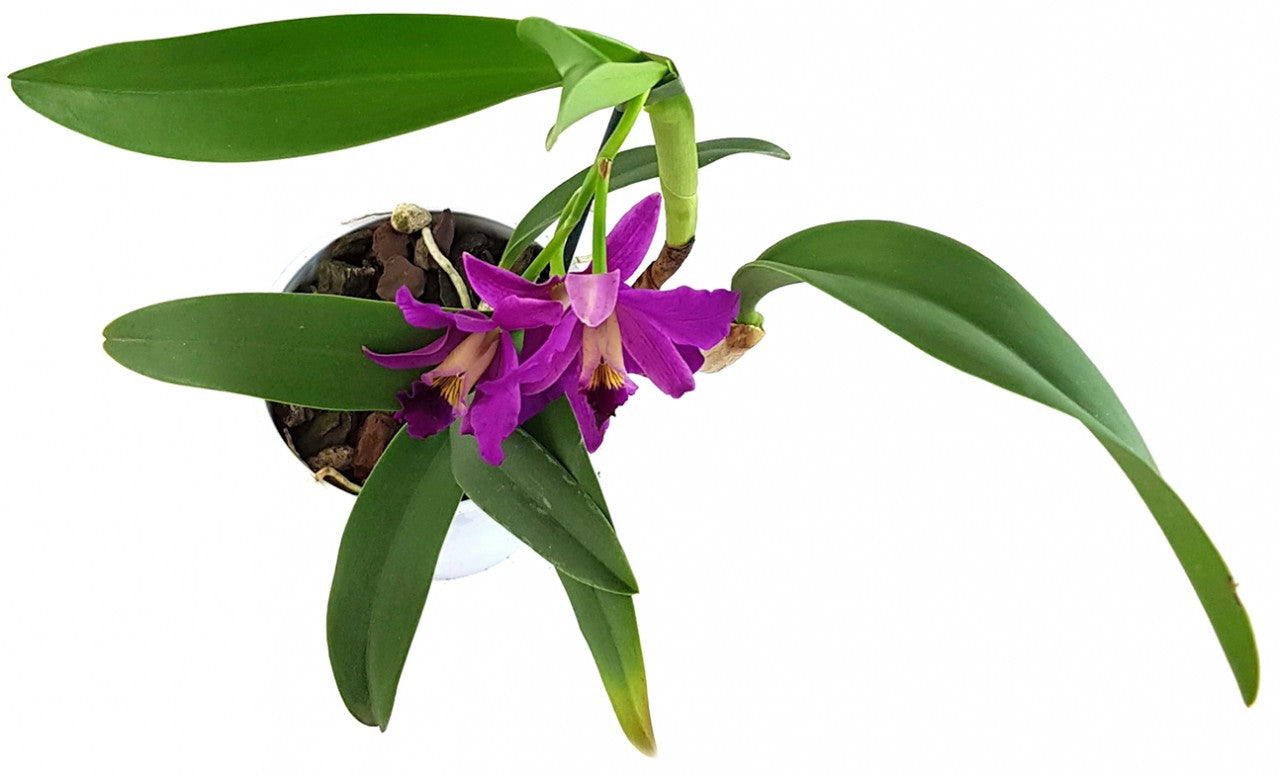 Cattleya Hybride - leuchtend pinke Blüten