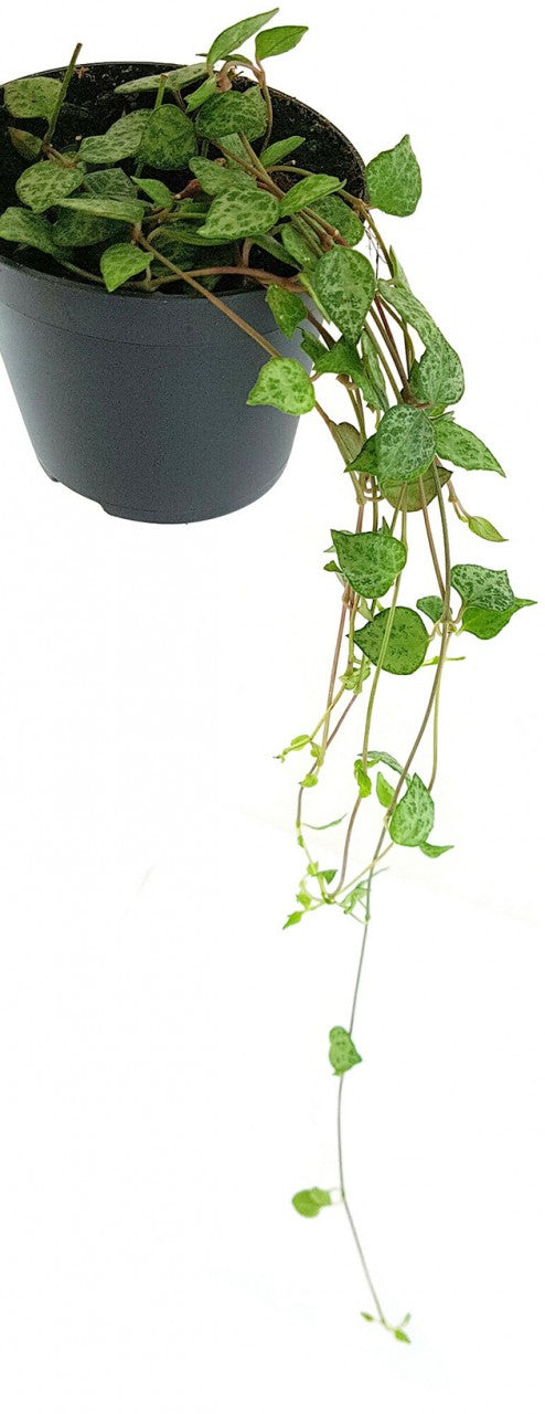 Ceropegia "Mini Star" - Leuchterblume