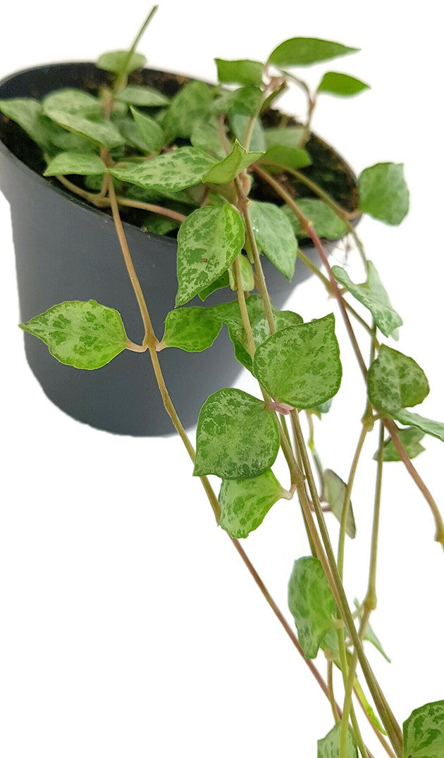 Ceropegia "Mini Star" - Leuchterblume