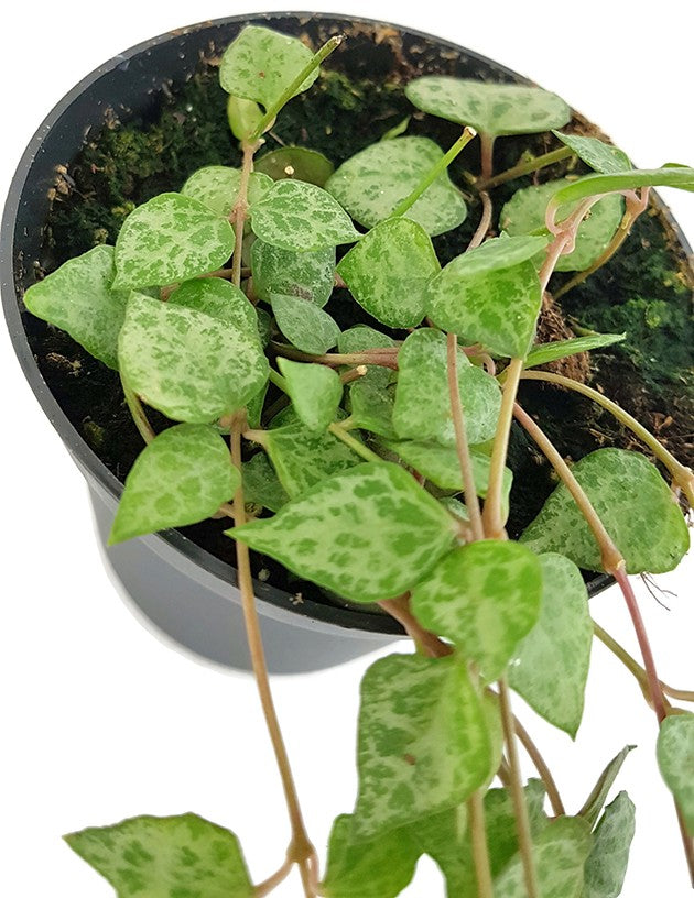 Ceropegia "Mini Star" - Leuchterblume