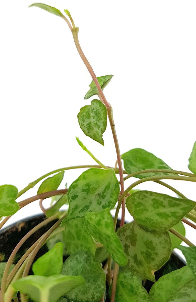Ceropegia "Mini Star" - Leuchterblume