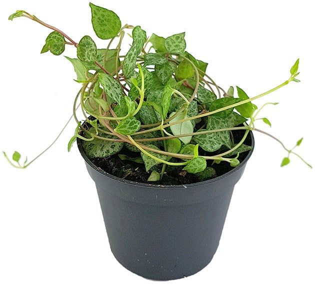Ceropegia "Mini Star" - Leuchterblume