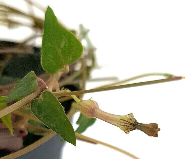 Ceropegia "Orange River" - Leuchterblume