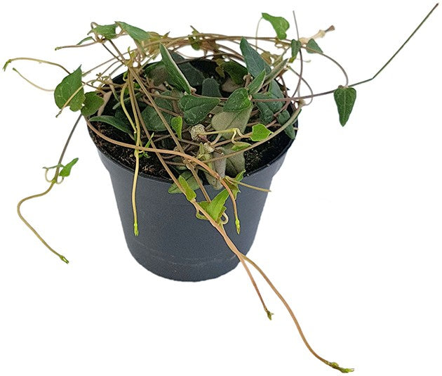 Ceropegia "Orange River" - Leuchterblume