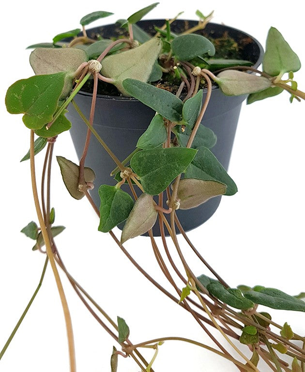 Ceropegia "Orange River" - Leuchterblume