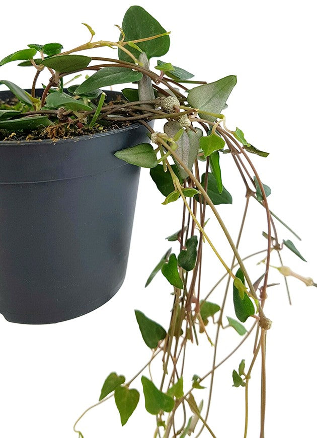 Ceropegia "Orange River" - Leuchterblume