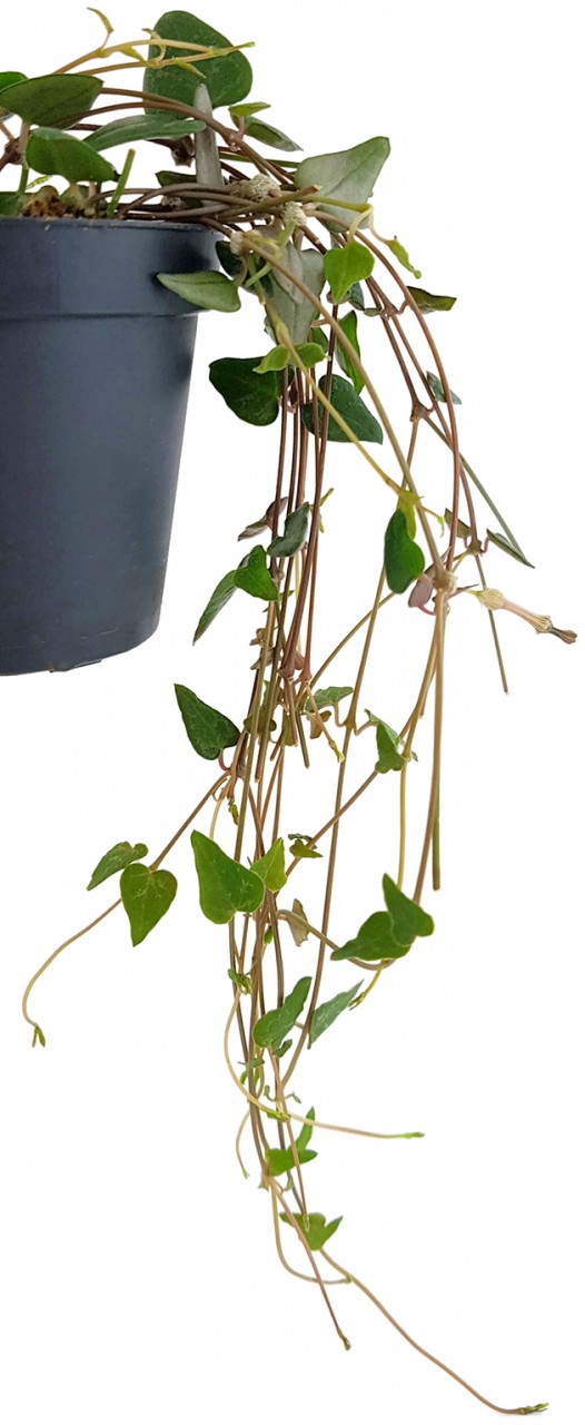 Ceropegia "Orange River" - Leuchterblume