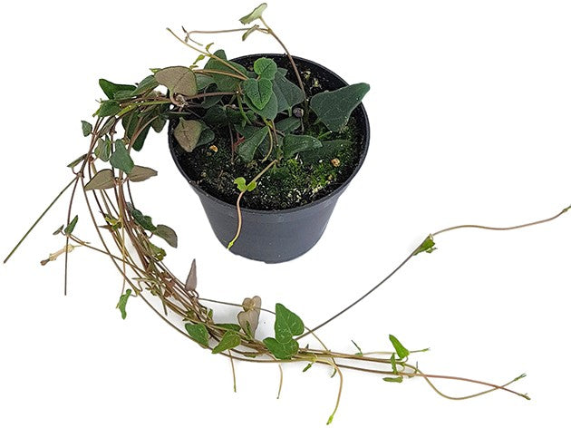 Ceropegia "Orange River" - Leuchterblume