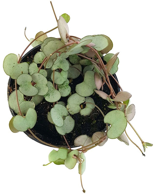 Ceropegia "Silver Glory" - seltene Leuchterblume