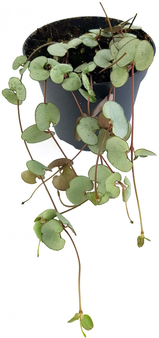 Ceropegia "Silver Glory" - seltene Leuchterblume