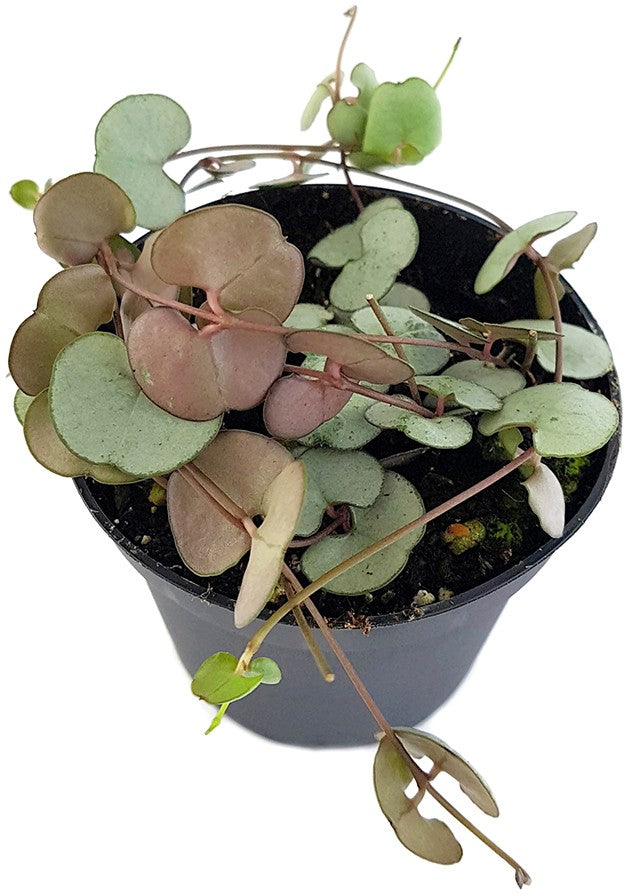 Ceropegia "Silver Glory" - seltene Leuchterblume