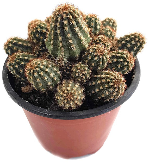 Chamaecereus Hybride - Zwergcereus