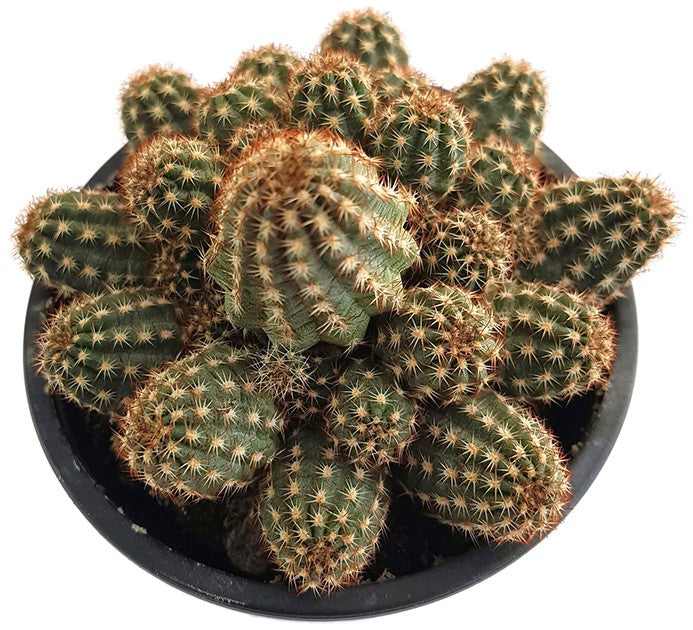 Chamaecereus Hybride - Zwergcereus