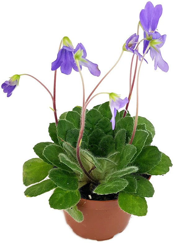 Chirita "Blue Wonder" - ganzjährige Blütenschönheit