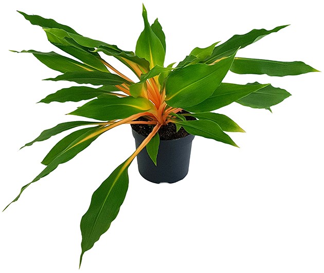 Chlorophytum orchidastrum "Green Orange" - Grünlilie