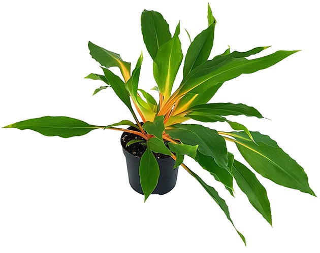 Chlorophytum orchidastrum "Green Orange" - Grünlilie